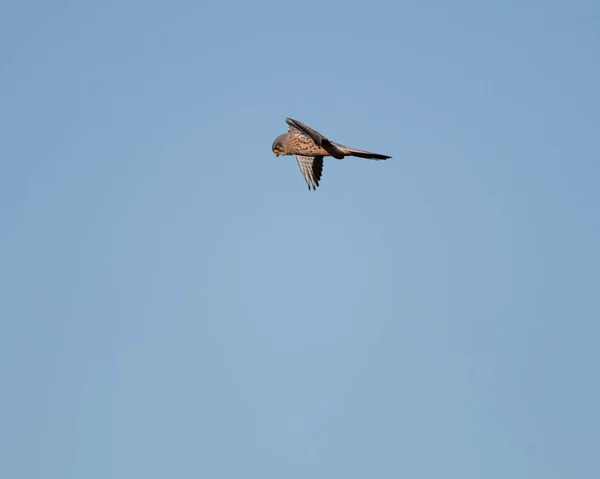 Masculino Kestral Caça Com Azul Céu Fundo Pássaro Parece Minúsculo — Fotografia de Stock