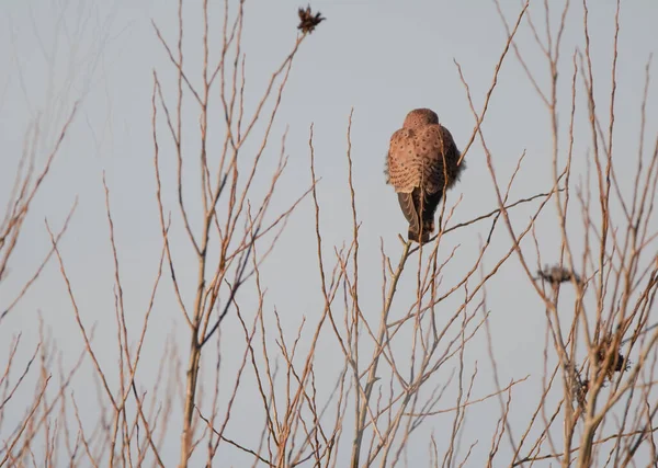 Female kestrel perched with her back to the camera, the bird is perched in bare trees in the winter.