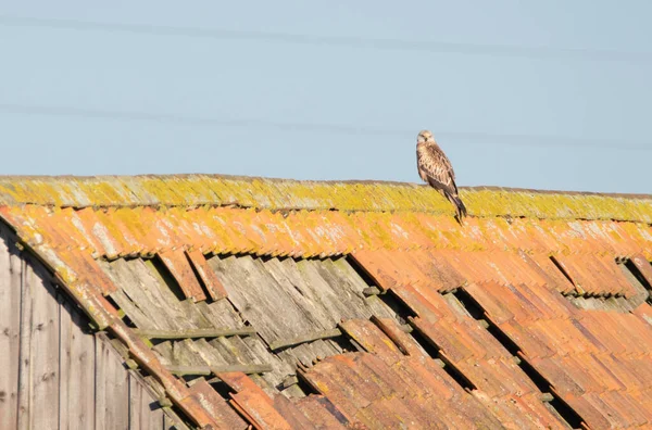 Red Kite perched on a damaged roof, with moss and tiles missing, looking behind and towards the camera