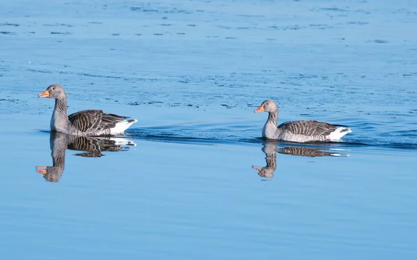 两只灰鹅在平静的水里轻柔地一起游动 — 图库照片