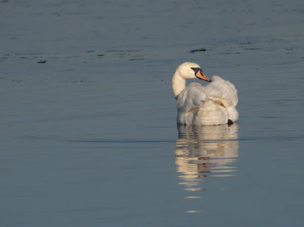 Único Cisne Mudo Preendendo Água Calma Com Ondas Suaves — Fotografia de Stock