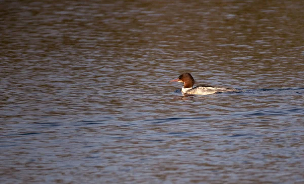 Uma Única Fêmea Goosander Nadando Pouca Luz Nadando Água Levemente — Fotografia de Stock