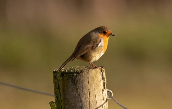 Single Robin Perching Fence Post Blurred Autumnal Background — Stock fotografie