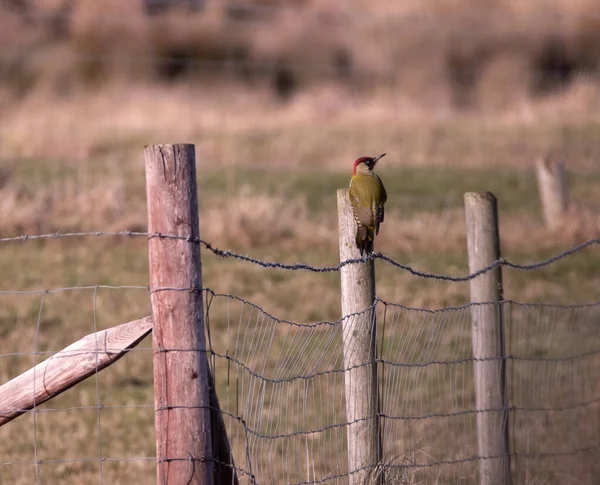 Green woodpecker perched on a fence post, with grass and plants in the background.