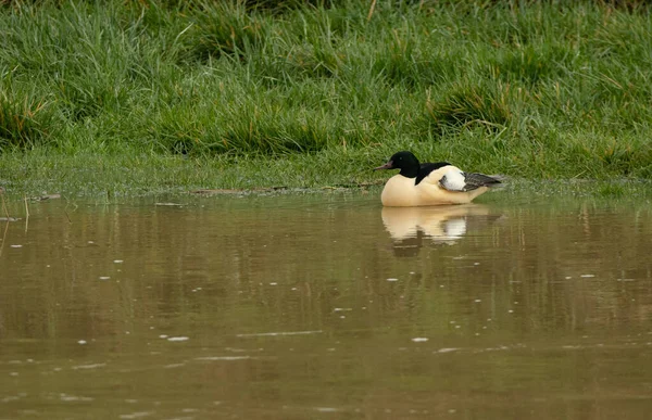 Single Male Goosander Duck Winter Plumage Swimming Green River Green — Fotografia de Stock