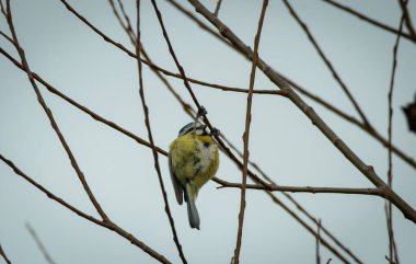 A single inquisitive Blue TIt in a tree, the bird is feeding on buds with a grey sky background.
