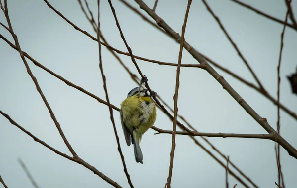 Single Inquisitive Blue Tit Tree Bird Feeding Buds Grey Sky — Fotografia de Stock