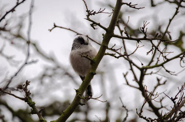 Long Tailed Tit Looking Camera Perched Tree Surrounded Branches Cold — Fotografia de Stock