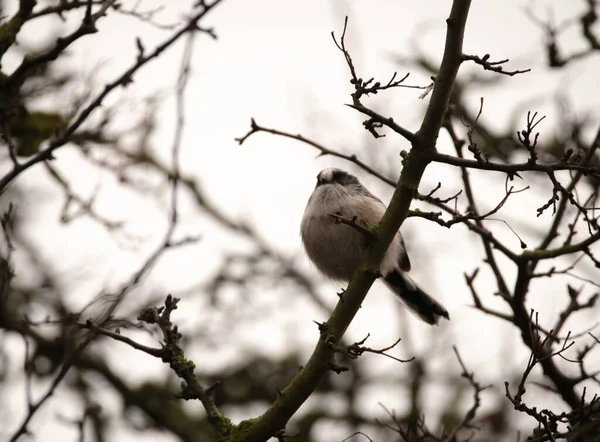 Long Tailed Tit Looking Slightly Away Camera Surrounded Branches Perched — Stock Photo, Image