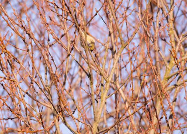 Blue Tit hiding in a tree, which is bare, surrounded by buds