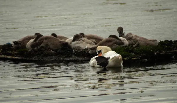 Mute Swan family, the parent is showing it\'s foot, in rippling water.