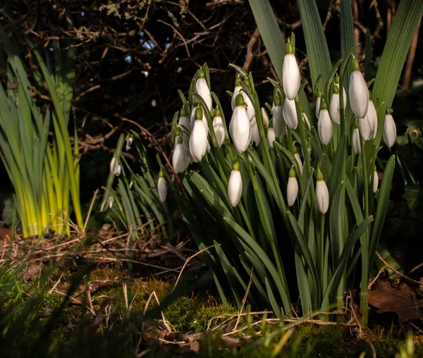 Snowdrops Growing Garden Earth Leaves Shoots Visible — Stock Photo, Image