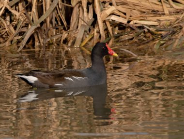 Moorhen bir nehirde yüzüyor, arkasında otlar var.. 