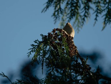 Wren bir ağacın tepesine tünemiş, şafak korosunda şarkı söylüyordu. Arka planda masmavi bir gökyüzü vardı..