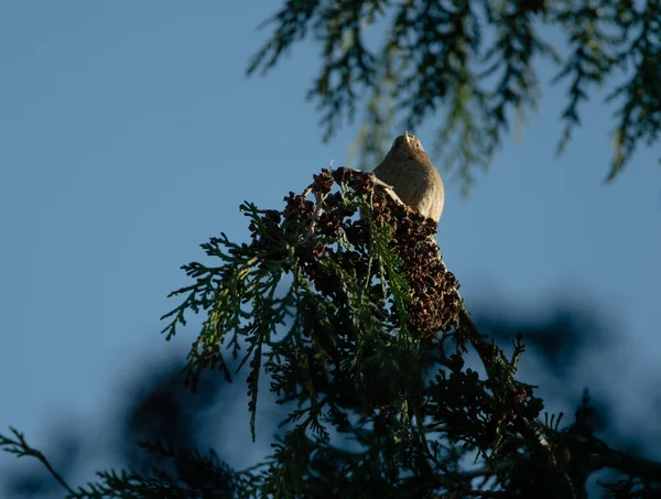 Wren Perched Top Tree Singing Dawn Chorus Deep Blue Sky — Stock Photo, Image