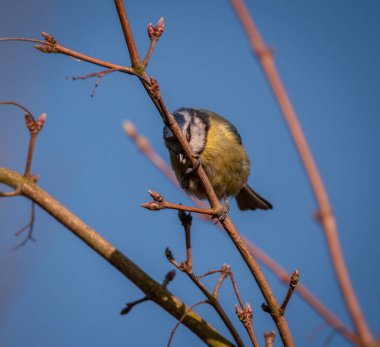 Uykucu Bluetit gagasını bir dalın üzerine siliyor, mavi gökyüzü arka planıyla.