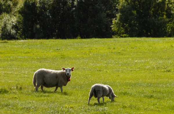 Moutons Îles Lofoten — Photo