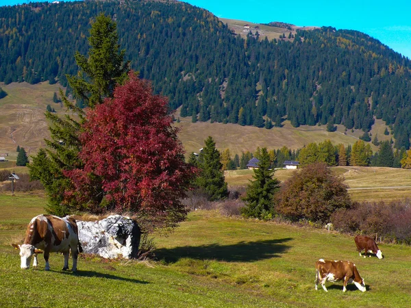 Kor som betar i Alperna — Stockfoto