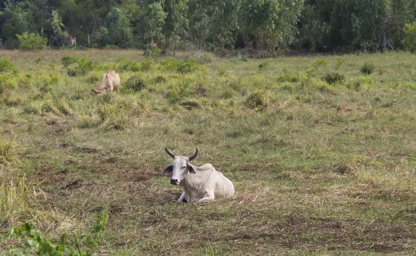 Vacas asiáticas en un campo en Rayong, Tailandia —  Fotos de Stock