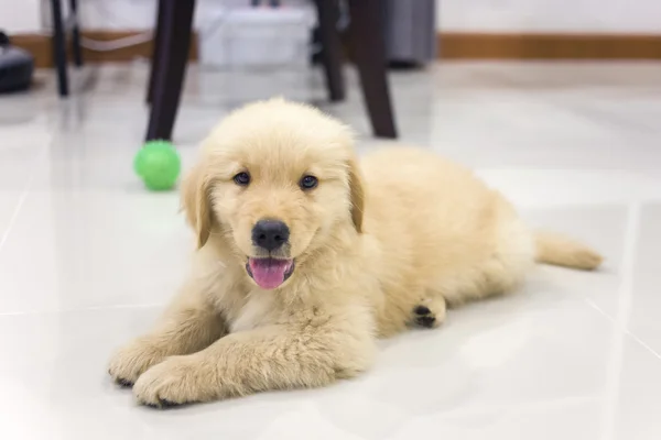 Portrait of golden retriever puppy on the floor at room