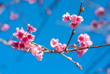 vahşi Himalaya kiraz