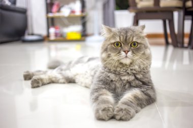 Persian cat  clipart