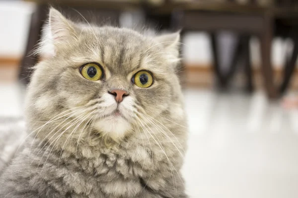 Closeup Persian cat — Stock Photo, Image