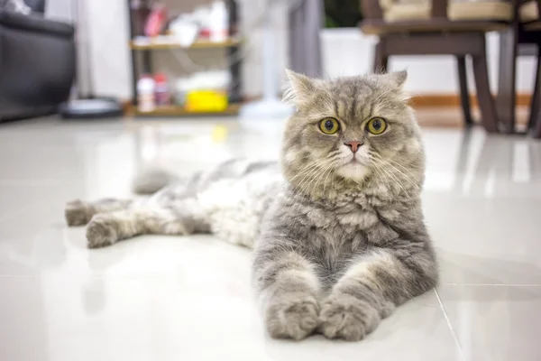 Persian cat — Stock Image Persian cat Stock Photo