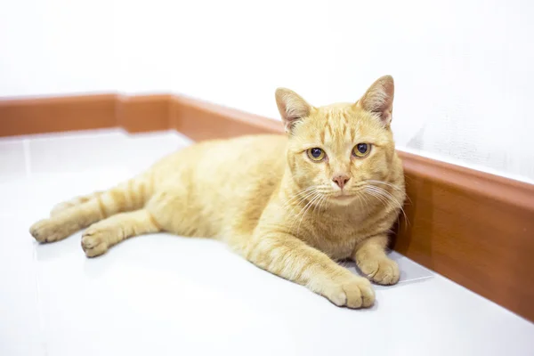 Thai yellow cat — Stock Photo, Image