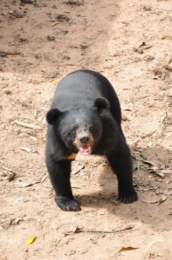 Tayland kara ayısı