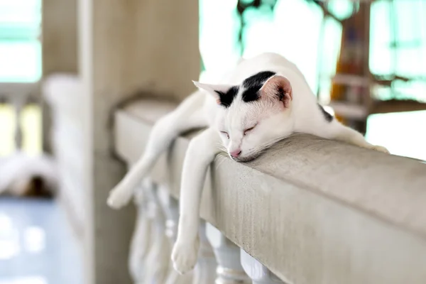 Thai cat — Stock Photo, Image