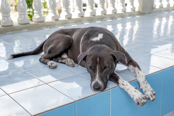 El perro descansa en el suelo —  Fotos de Stock