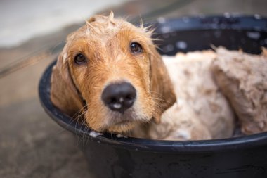 Altın geri almak banyo alır