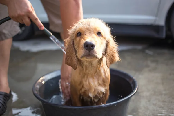 Golden retriever gets a bath — Stock Photo, Image