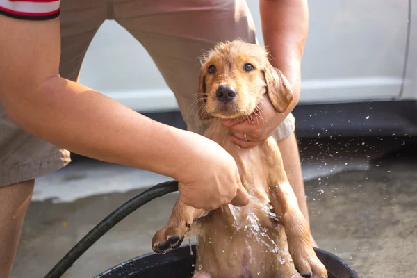 Golden retriever se baña —  Fotos de Stock