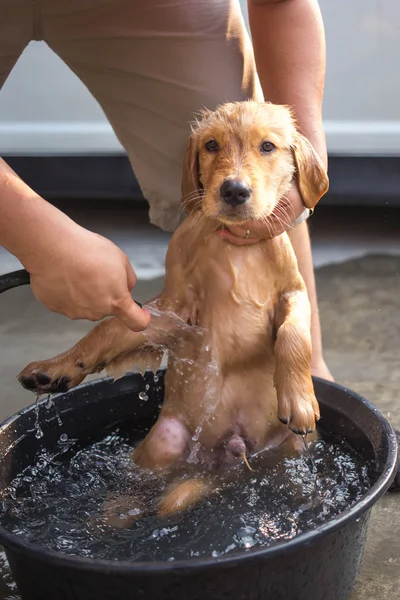 Golden retriever recebe um banho — Fotografia de Stock