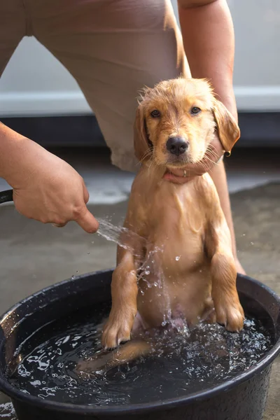 Pies dostaje kąpieli — Zdjęcie stockowe