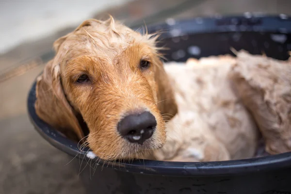 Golden Retriever bekommt ein Bad — Stockfoto