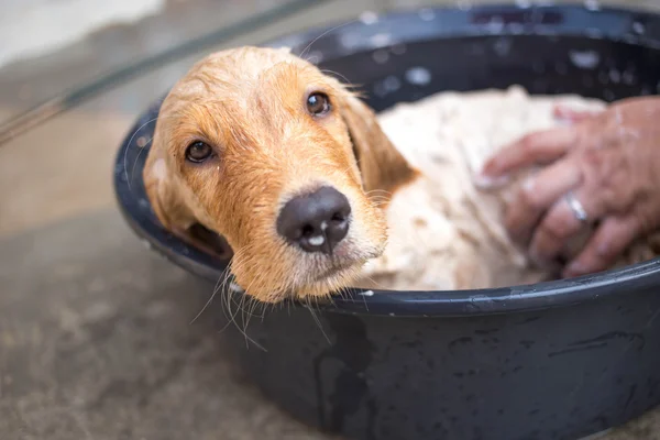 金毛寻回犬获取洗个澡 — 图库照片