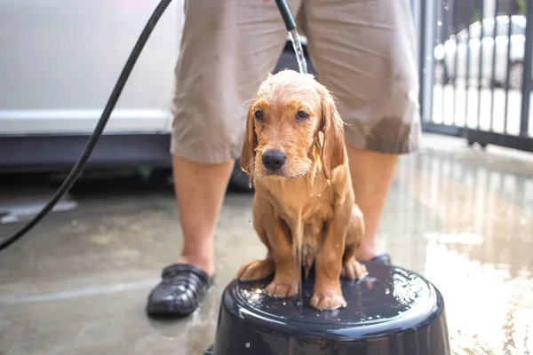 Golden Retriever bekommt ein Bad — Stockfoto