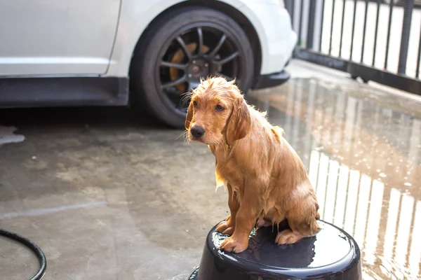 Golden Retriever bekommt ein Bad — Stockfoto