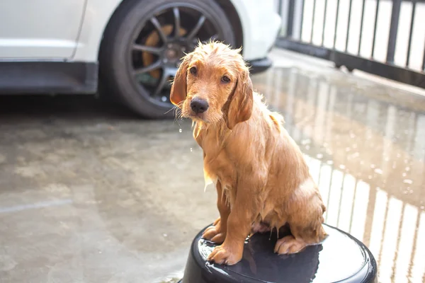 Pies dostaje kąpieli — Zdjęcie stockowe