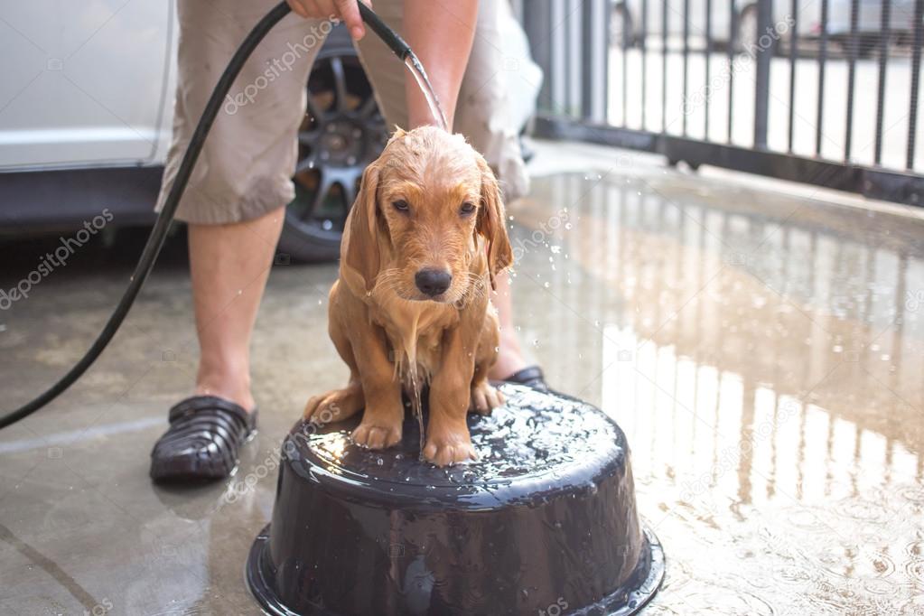 Golden retriever gets a bath