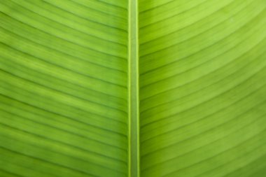 yeşil muz yaprağı arkaplanı