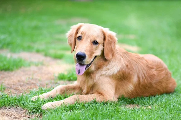 Golden Retriever — Stockfoto