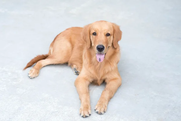 Golden retriever — Stockfoto