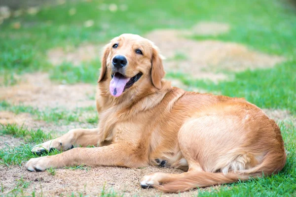 Golden Retriever cachorrinho de 6 meses de idade — Fotografia de Stock