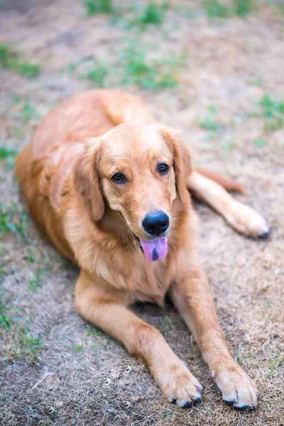 Golden Retriever cachorrinho de 6 meses de idade — Fotografia de Stock