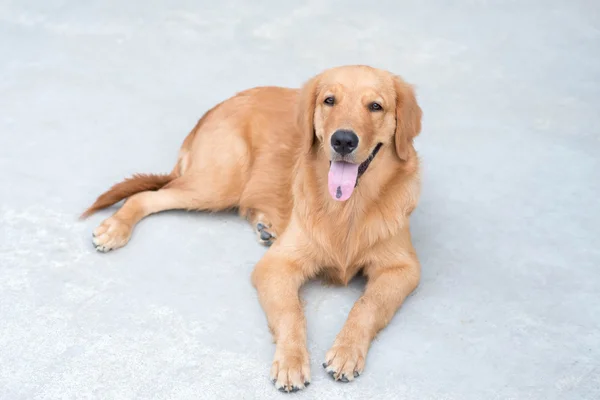 金毛猎犬 — 图库照片