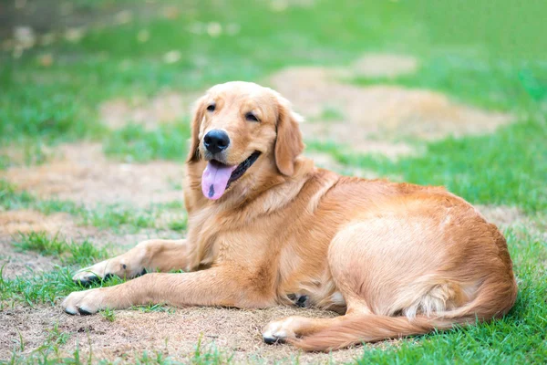 Golden Retriever cachorrinho de 6 meses de idade — Fotografia de Stock